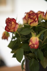 Yellow-red roses in a vase in detail