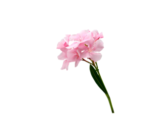 Isolated image of pink nerium oleander flowers on a png file with transparent background.