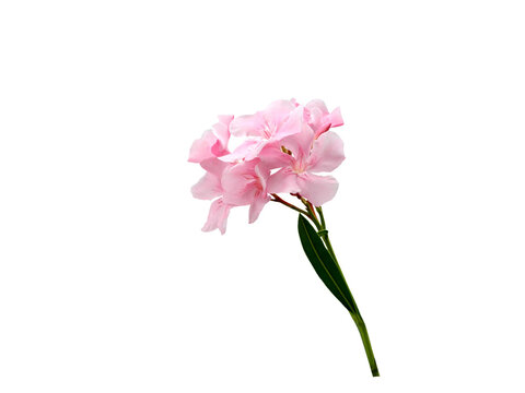 Isolated image of pink nerium oleander flowers on a png file with transparent background.