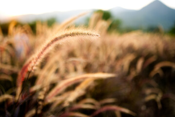 Blooming wild high grass in nature at sunset warm summer. Selective focusing on foreground.