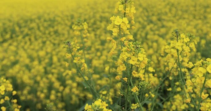 ellow cole flowers flowering at countryside, Yunnan province,China