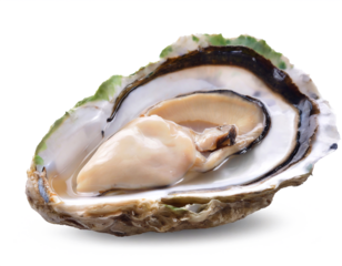 Opened oyster isolated on white background