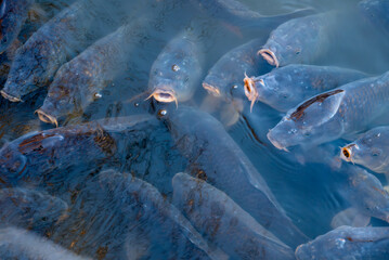 Fototapeta premium Koi Carp Feeding Frenzy in a Pond