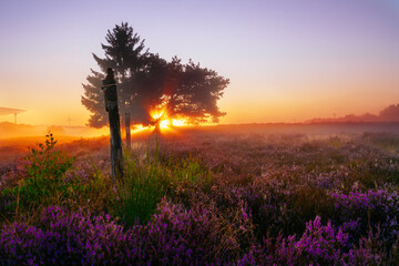 Mehliger Heide 