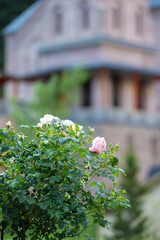 A pink rose bush against the background of a blurry old castle.