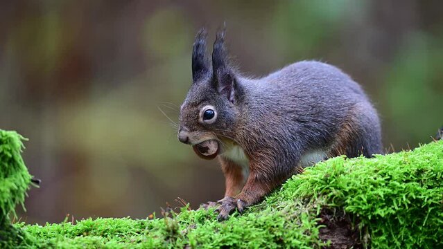 Red squirrel sits on dead wood with moss with a nut in its mouth and looks attentively, european red squirrel, autumn, north rhine westphalia, (sciurus vulgaris), germany
