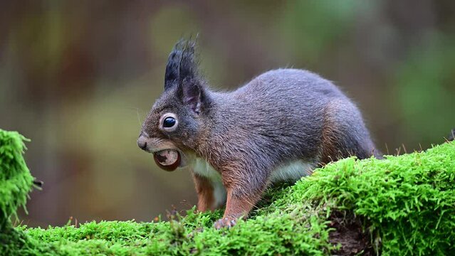 Red squirrel sits on dead wood with moss with a nut in its mouth and looks attentively, european red squirrel, autumn, north rhine westphalia, (sciurus vulgaris), germany