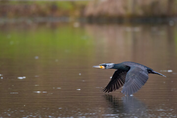 Ein Kormoran im Tiefflug über einen See