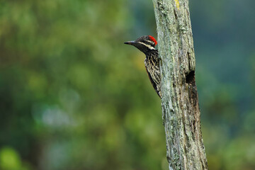 Black Rumped Flameback woodpecker with beautiful background in the perched with insect feed