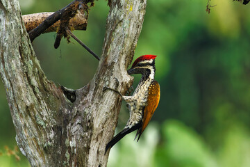 Black Rumped Flameback woodpecker with beautiful background in the perched with insect feed