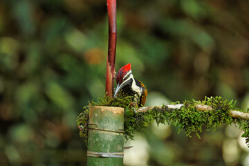 Black Rumped Flameback woodpecker with beautiful background in the perched with insect feed