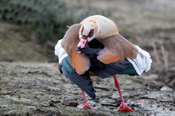 Eine Nilgans bei der intensiven Gefiederpflege