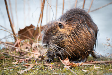 Ein Nutria