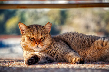 cat on the fence