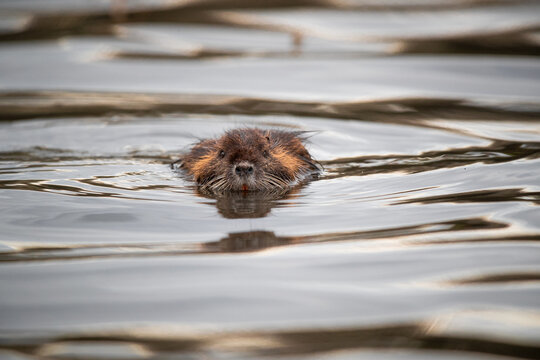 Ein Nutria