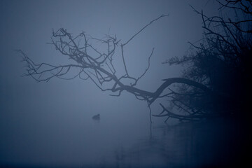 Ein Teichhuhn im dichten Frühnebel