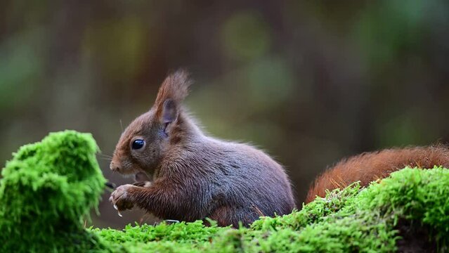 Red squirrel sits on dead wood with moss and searches for food, european red squirrel, autumn, north rhine westphalia, (sciurus vulgaris), germany