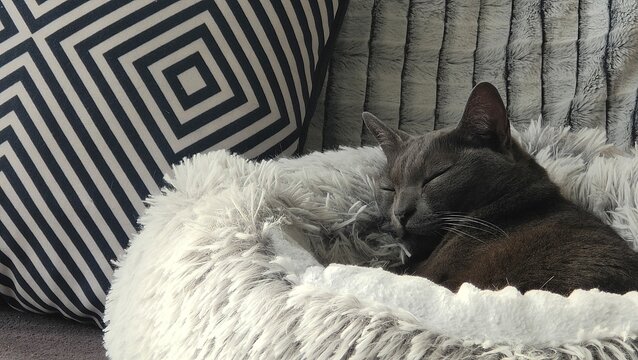 Chat qui dort sur canapé