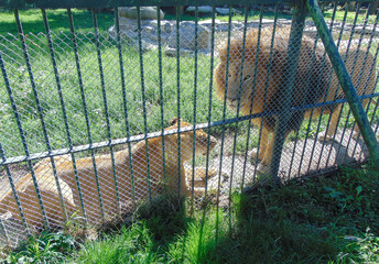A lion and lioness at the zoo