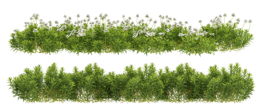 green grass isolated on white