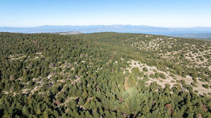 Aerial photo of a tree forest on the mountain