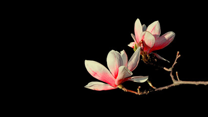 Blühende Magnolien im Frühjahr  schwarze Hintergrund   © Nina