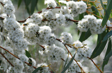 White blossoms of the Australian native Snow Gum, Eucalyptus pauciflora, family Myrtaceae, growing in Snowy mountains region, NSW. Spring summer flowering. Also known as White Sally and Cabbage Gum