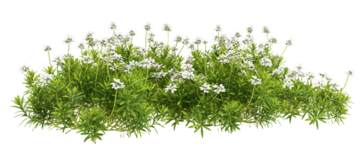 grass isolated on white