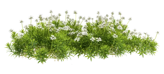 Fotobehang grass isolated on white © Hanh