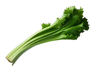 Fototapeta premium fresh green lettuce