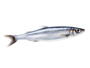 fresh fish on white background