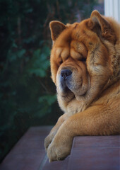 Smooth chow dog watching on the stairs