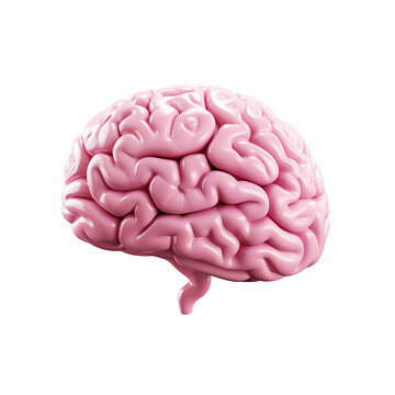 3d rendered illustration of human brain