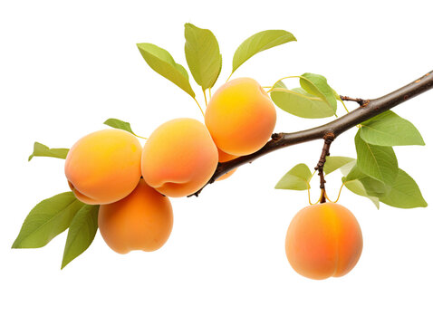 apricots with leaves