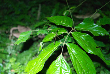 stick insect on a leaf i
