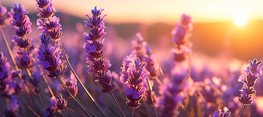 Poster Lavender field close-up during flowering at dawn. Lavender field as a background. © aneriksson