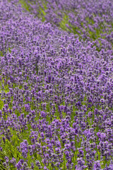 Obraz premium Lavender field. Beautiful lavender landscape. Nature, travel.