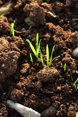 Green cereal plants growing in rows in the field on winter season at dawn. Wheat field on winter