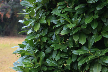 Evergreen cherry laurel hedge in the garden. Detail of  Prunus laurocerasus bush
