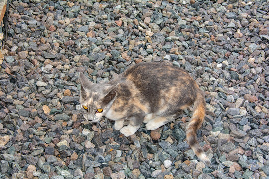 A cat  on gravel stones