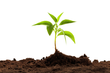 young plant sprout growing from soil isolated on white or transparent png background