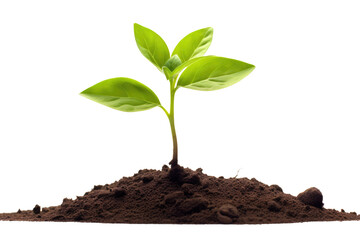 young plant sprout growing from soil isolated on white or transparent png background - obrazy, fototapety, plakaty