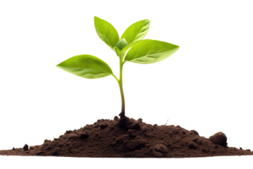 young plant sprout growing from soil isolated on white or transparent png background
