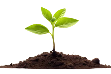 Poster Im Rahmen young plant sprout growing from soil isolated on white or transparent png background © David Kreuzberg