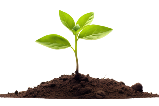 young plant sprout growing from soil isolated on white or transparent png background - Powered by Adobe