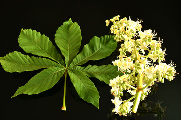 Green horse chestnut leaf and panicle with flowers.