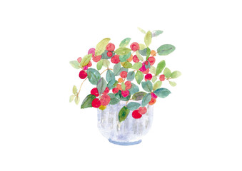 水彩で描いた赤い身の鉢植えのイラスト