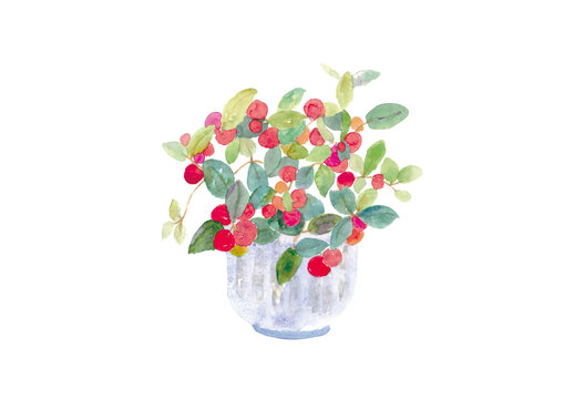 水彩で描いた赤い身の鉢植えのイラスト
