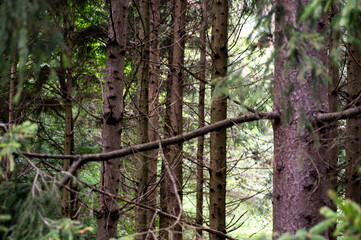 mystical dark forest with different trees. melancholically or horror background.