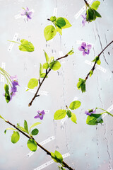 Spring flowers on glass, water drops - freshness, summer, spring season, the concept of awakening, blues, depression, romance - 702186686